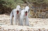 BEDLINGTON TERRIER 031